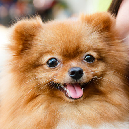 Pomeranian dog in woman's arm.の写真素材