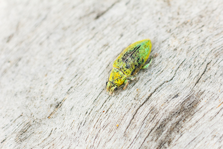 Dead jewel beetle.