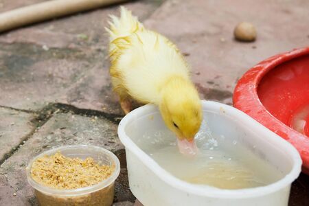 Ducklings eating food.の写真素材