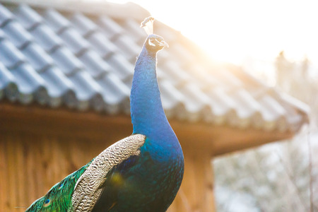 Peacock at Nami island.の写真素材