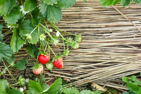 Strawberry plant on hay with free space.の写真素材