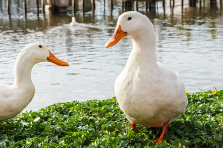 White duck standing on grass.の写真素材