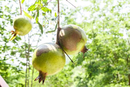 Green pomegranate on tree with bokeh in background.の写真素材