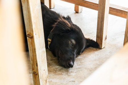 Black Thai dog sleep on floor under wooden chair.の写真素材