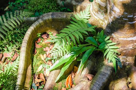 Fern leaf on root of the tree.の写真素材