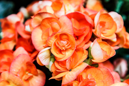 Orange Begonia flower closeup.の写真素材