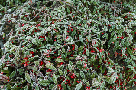 Cranberry tree frozen in the morning.