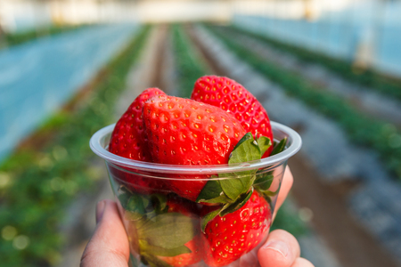Strawberry in cup with strawberry plant in background.の写真素材