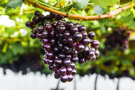 Bunch of grape on grape vine.の写真素材