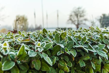 Bush of tree frozen in the morning.の写真素材
