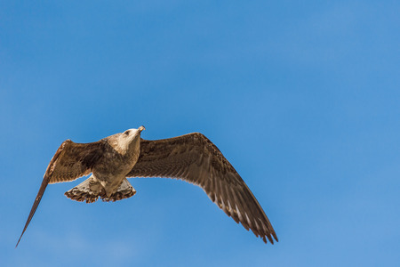 Seagull flying with blue sky in background.