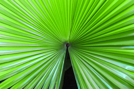 Closeup palm leaf texture for wallpaper.の写真素材