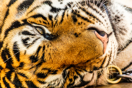 Closeup picture of Bengal tiger.