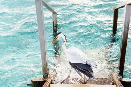 Heron bird looking for fish at Maldives.の写真素材