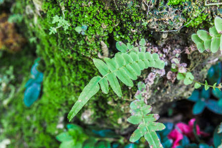 Fern leaf on tree with mos in background.