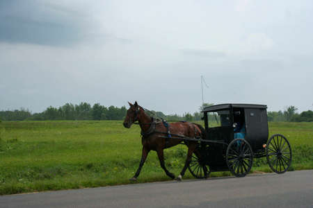 Horse harnessed for a walk on a beautiful day