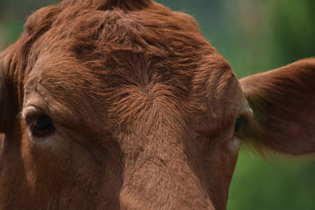 Pretty cow in a Quebec farm in the Canadian coutrysideの写真素材