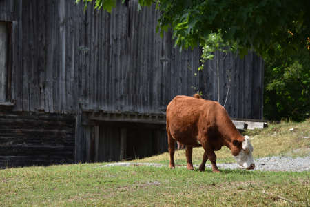 Pretty cow in a Quebec farm in the Canadian coutryside