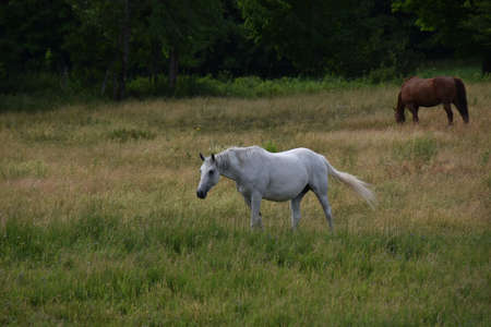 Pretty horse on a Canadian farm in the province of Quebecの写真素材