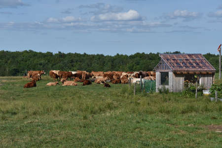 Pretty cow in a Quebec farm in the Canadian coutryside