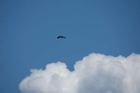 Gull flying in the blue sky on a sunny day