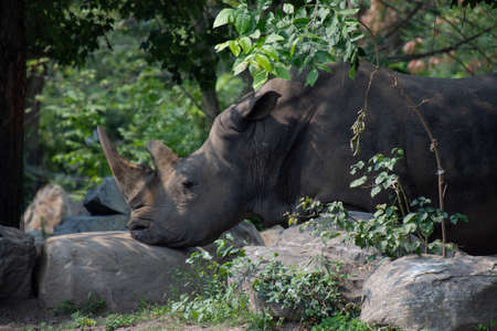 Beautiful  rhinoceros in the zoological park of Granby, province of Quebec, Canadaの写真素材