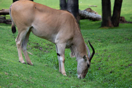 Beautiful  Common eland of Africa  in a Canadian zoological parkの写真素材