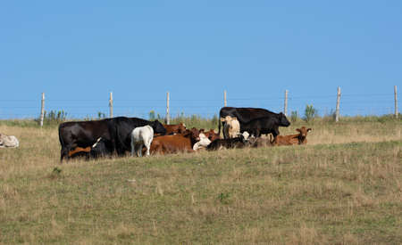 Pretty cow in a Quebec farm in the Canadian coutrysideの写真素材