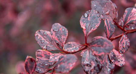 Plants in the September rain in Quebec, Canada