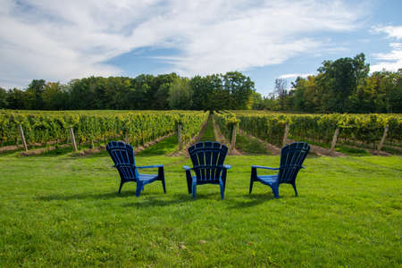 Vineyards of a winery in Niagara valley, Ontario, Canadaの写真素材