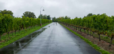 Vineyards of a winery in Niagara valley, Ontario, Canadaの写真素材