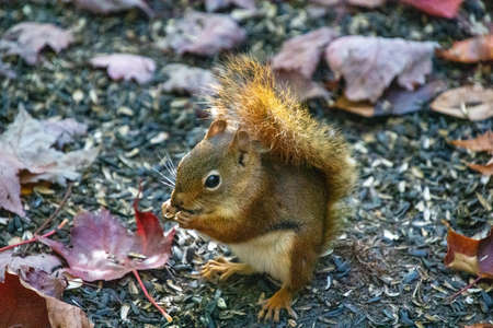 Little squirrel in the wild forestの写真素材