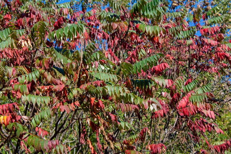 Fall colors in the Canadian forest in the province of Quebec