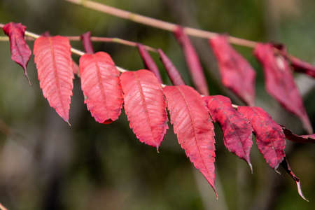 Fall colors in the Canadian forest in the province of Quebec