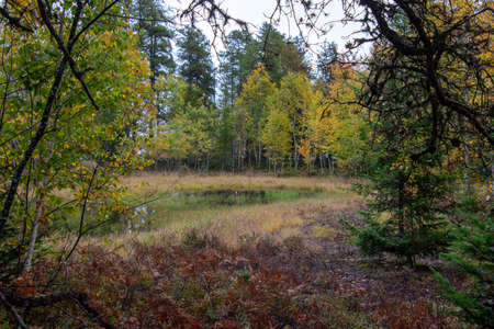 Fall colors in the Canadian forest in the province of Quebec