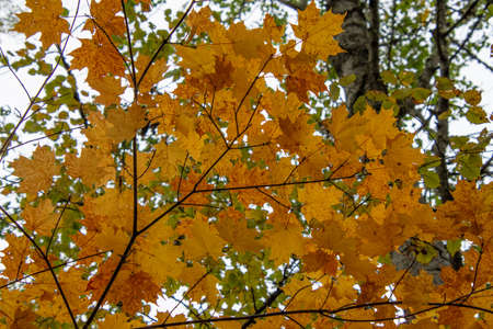 Fall colors in the Canadian forest in the province of Quebec