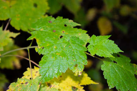 Fall colored leaves in the Canadian forest in October