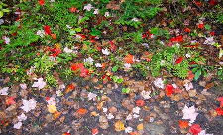 Fall colors on the ground in the Canadian forest in the province of Quebec