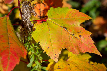Fall colored leaves in the Canadian forest in October