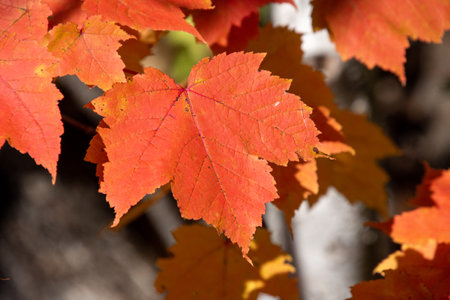 Fall colored leaves in the Canadian forest in October