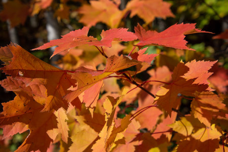 Fall colored leaves in the Canadian forest in October
