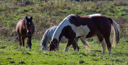 Pretty horse on a Canadian farm in the province of Quebecの写真素材