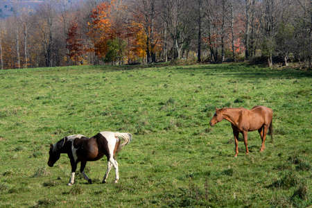 Pretty horse on a Canadian farm in the province of Quebecの写真素材