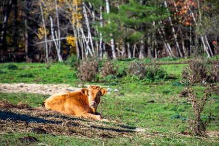 Pretty cows in a Quebec farm in the Canadian coutryside
