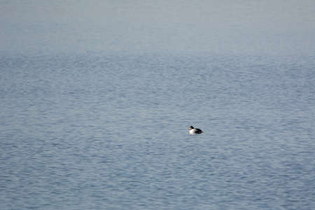 Duck in a wild lake in Quebec, Canada