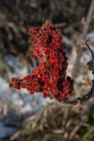 Winter red flower in december in the Canadian countryside