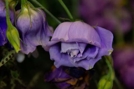 Pretty bouquet of flower alone in the dark, lost in the darknessの写真素材