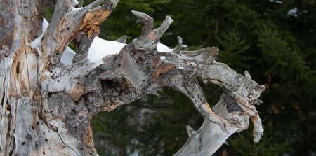 The monster hidden in an old frozen tree trunk in the Canadian forest in Quebec