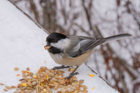 Chickadee with its meal in its beakの写真素材