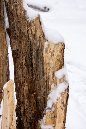 Dead tree trunk covered with snow in the wild Canadian forest